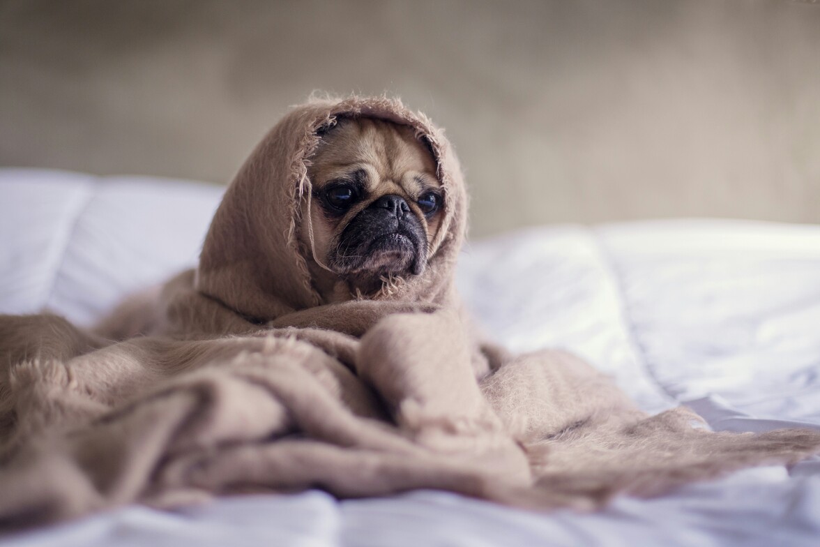 pug dog wrapped in a blanket on a bed